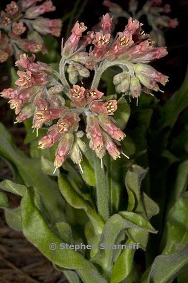 andersonglossum occidentale 2 graphic